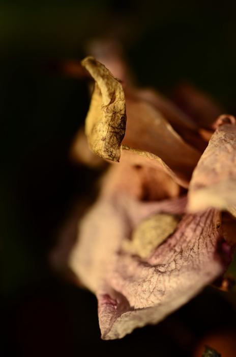 dried leaves on a black background