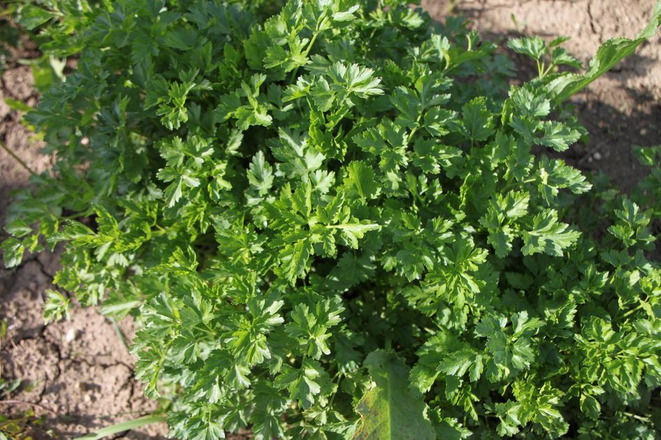 Parsley Herbs Green