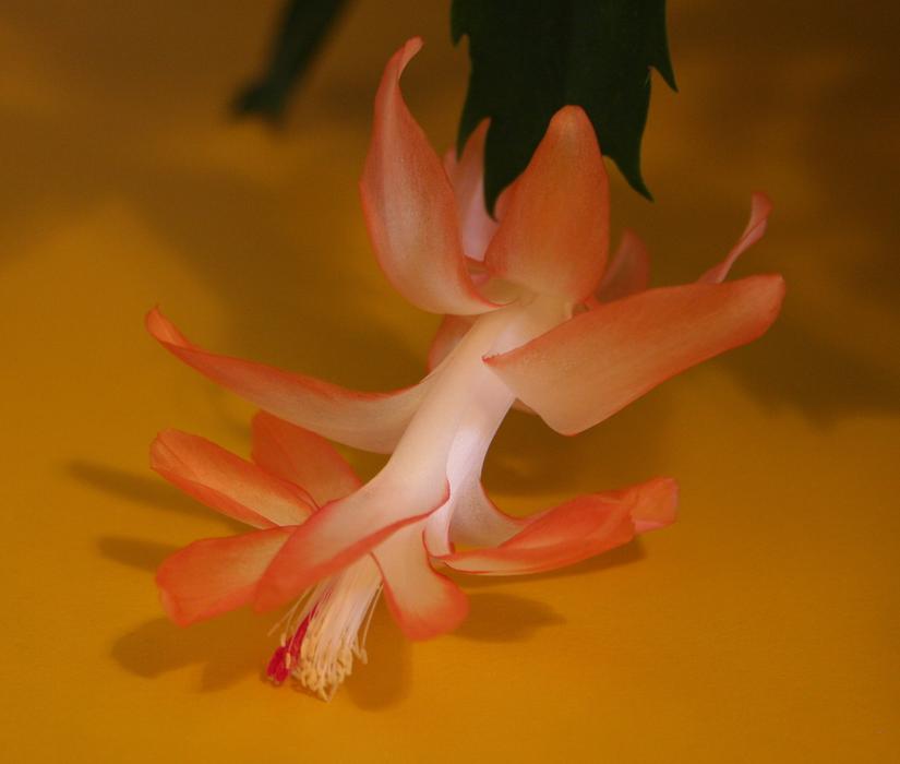 Schlumbergera truncata, Christmas cactus flower, macro