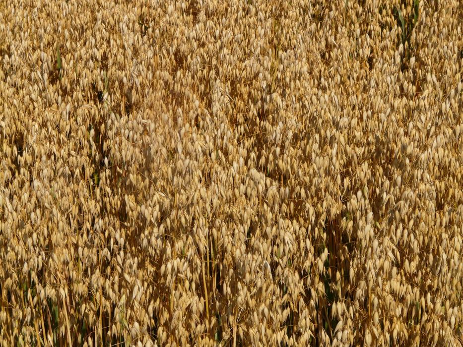 arable oats