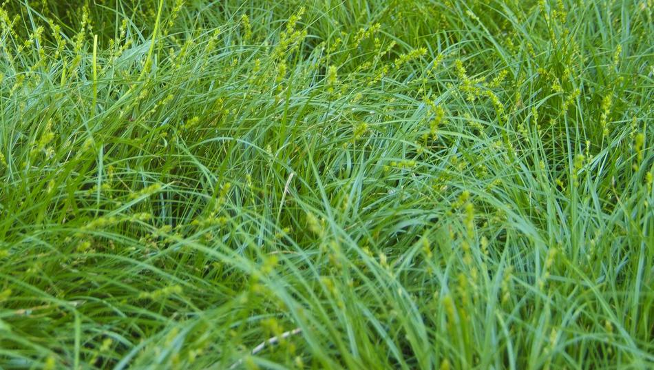 Grass Nature Plant