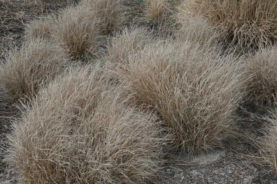 dry bushes in field