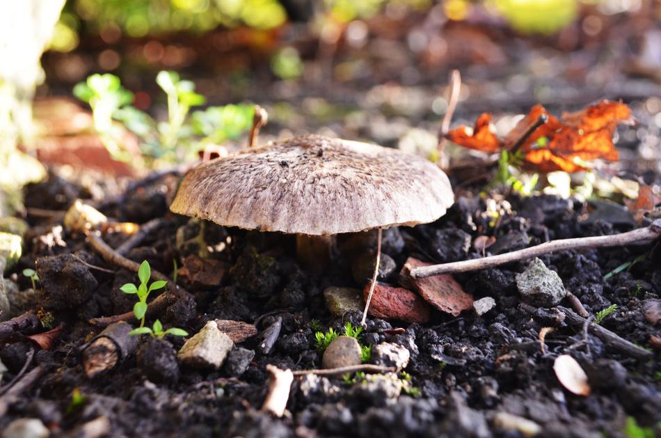 raw mushroom in the ground