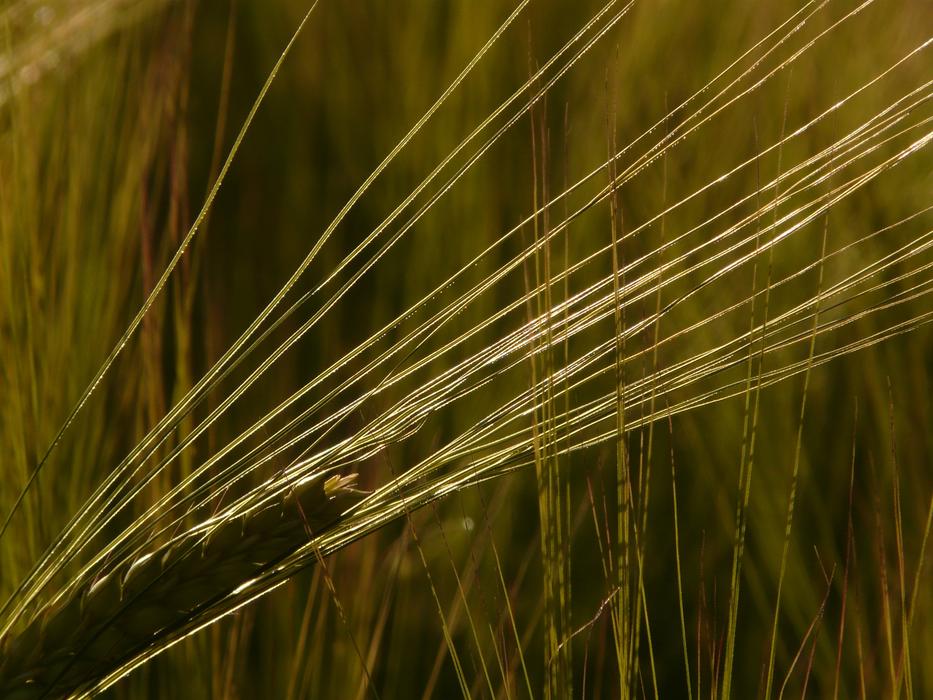 long ear in the field