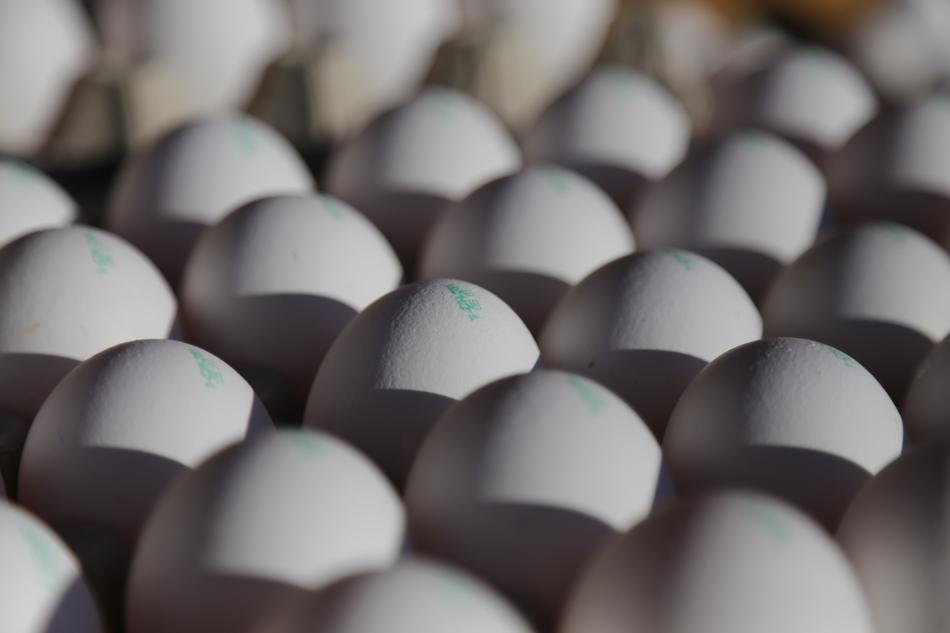 White wholesome eggs