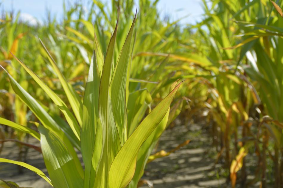 Corn field, new plants in rows