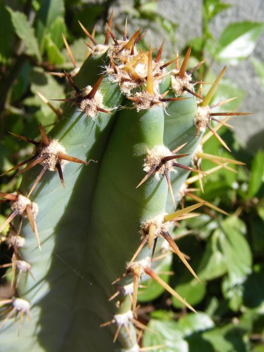 prickly cactus in the garden
