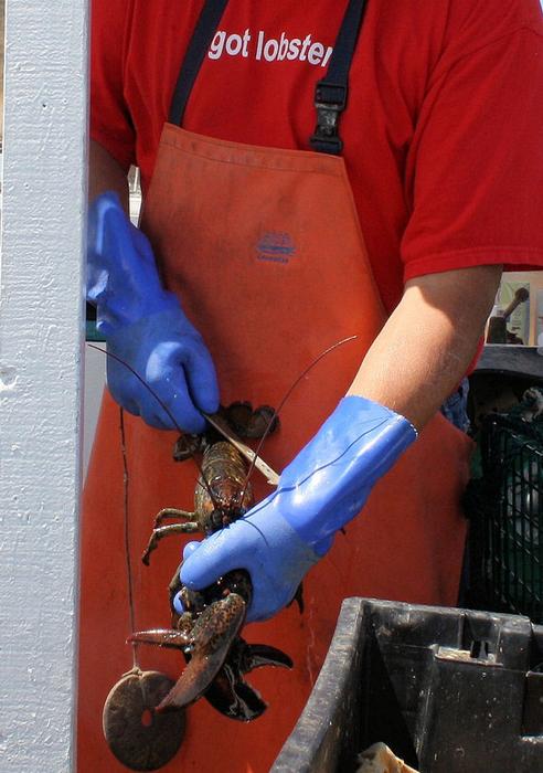 person in gloves holds raw lobster