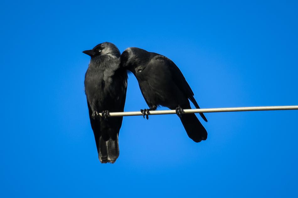 Jackdaws Couple blue sky