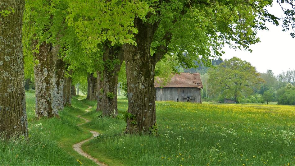 linden trees in countryside