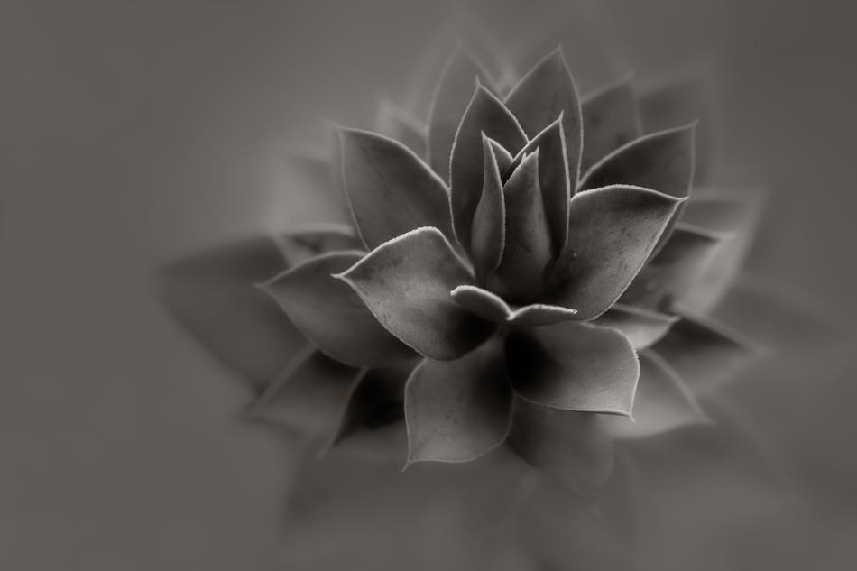 succulent Plant, Black And White