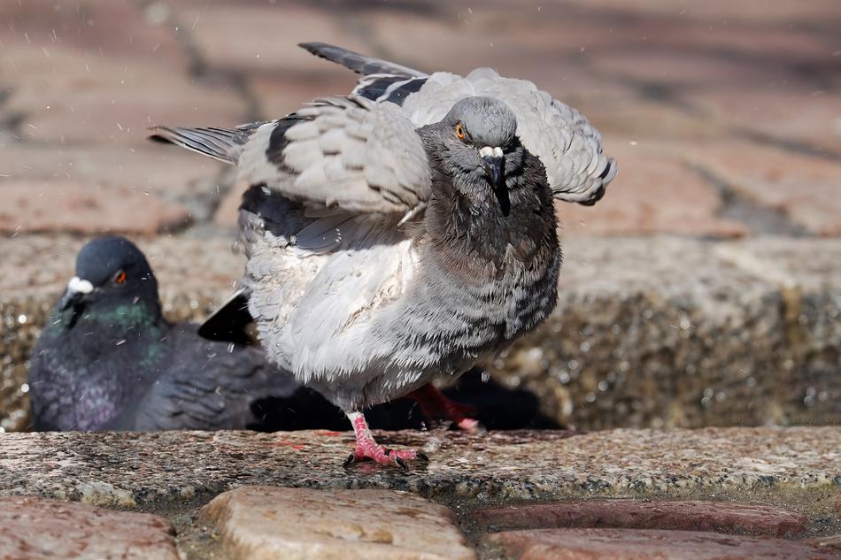 two wet grey Doves