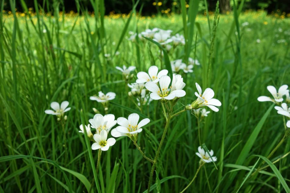 cute addersmeat flowers