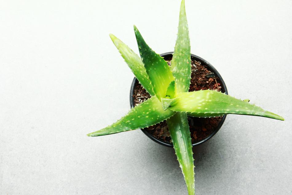 aloe Leaf Nature