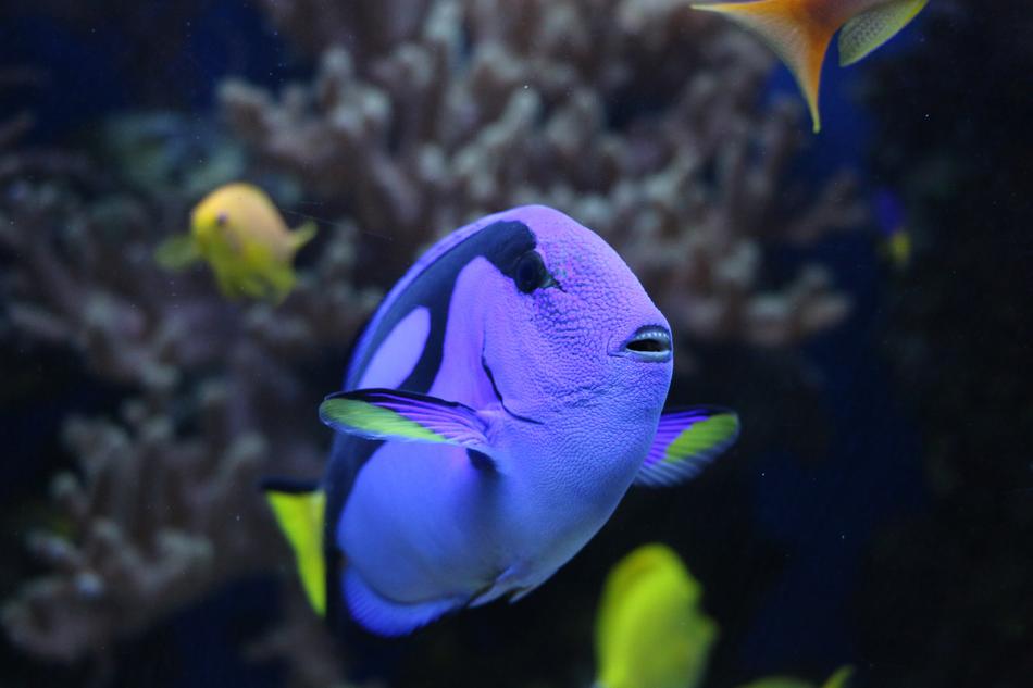Pallet Doctor Fish