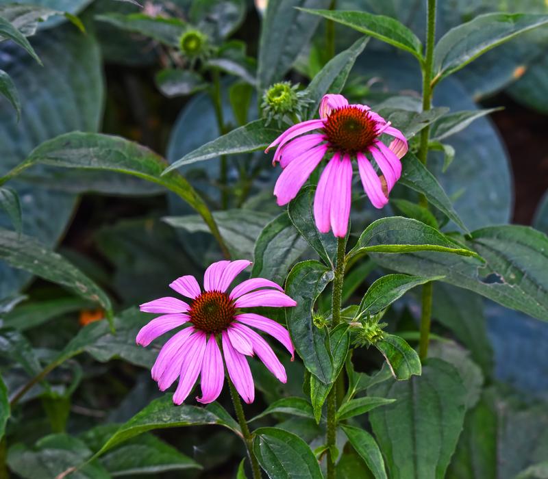 amazing Cone Flower