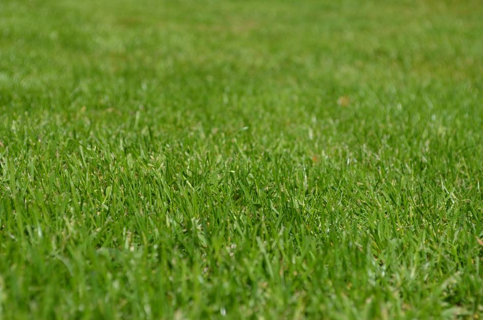 green Ornamental Grass on lawn