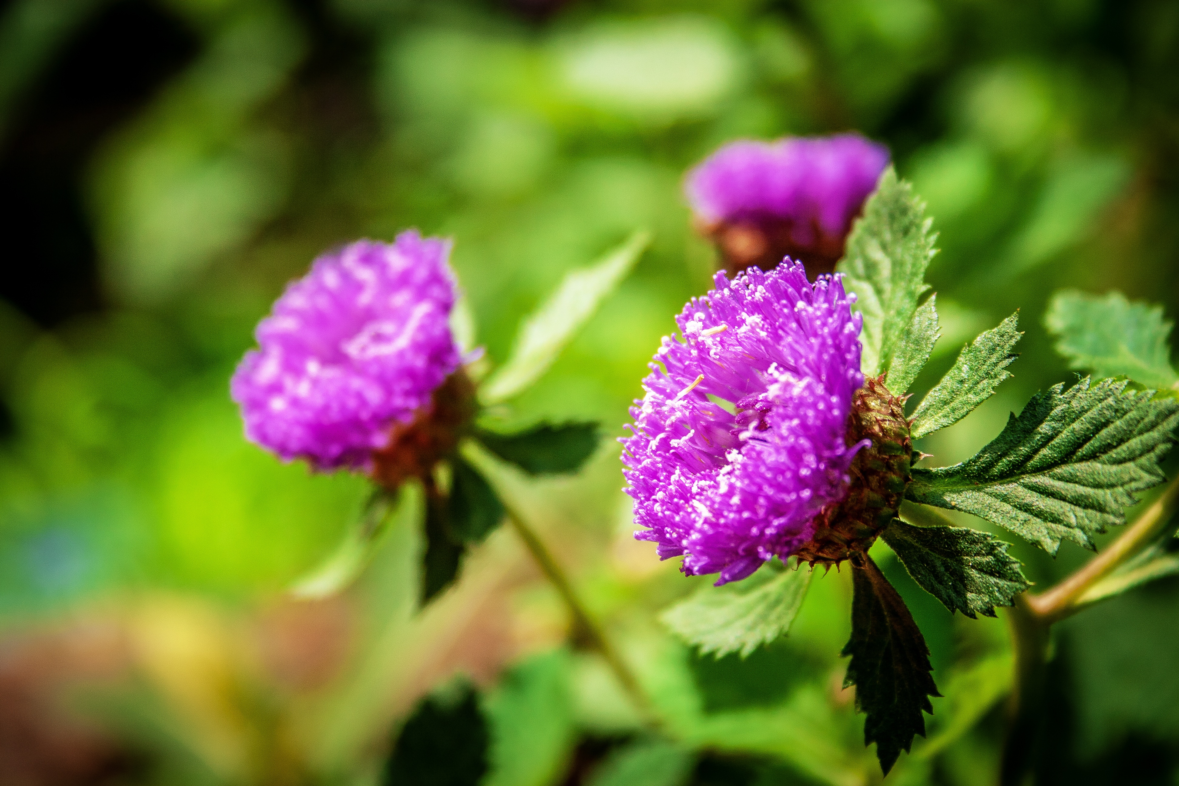 Виолетта растение
