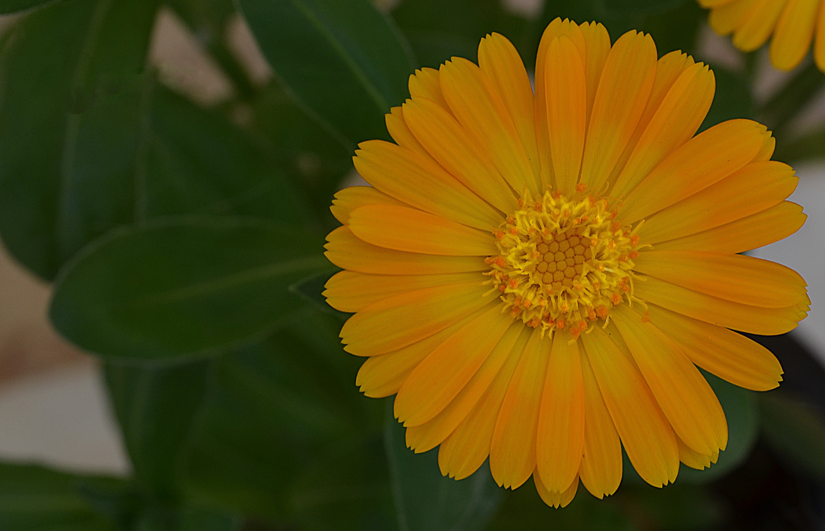 Flower Calendula yellow free image download