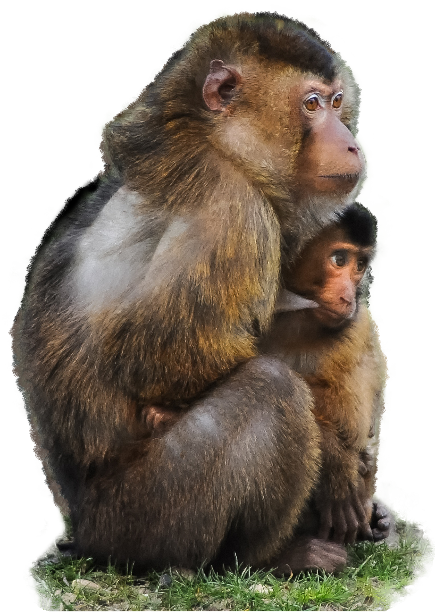 Colorful monkeys at white background free image download