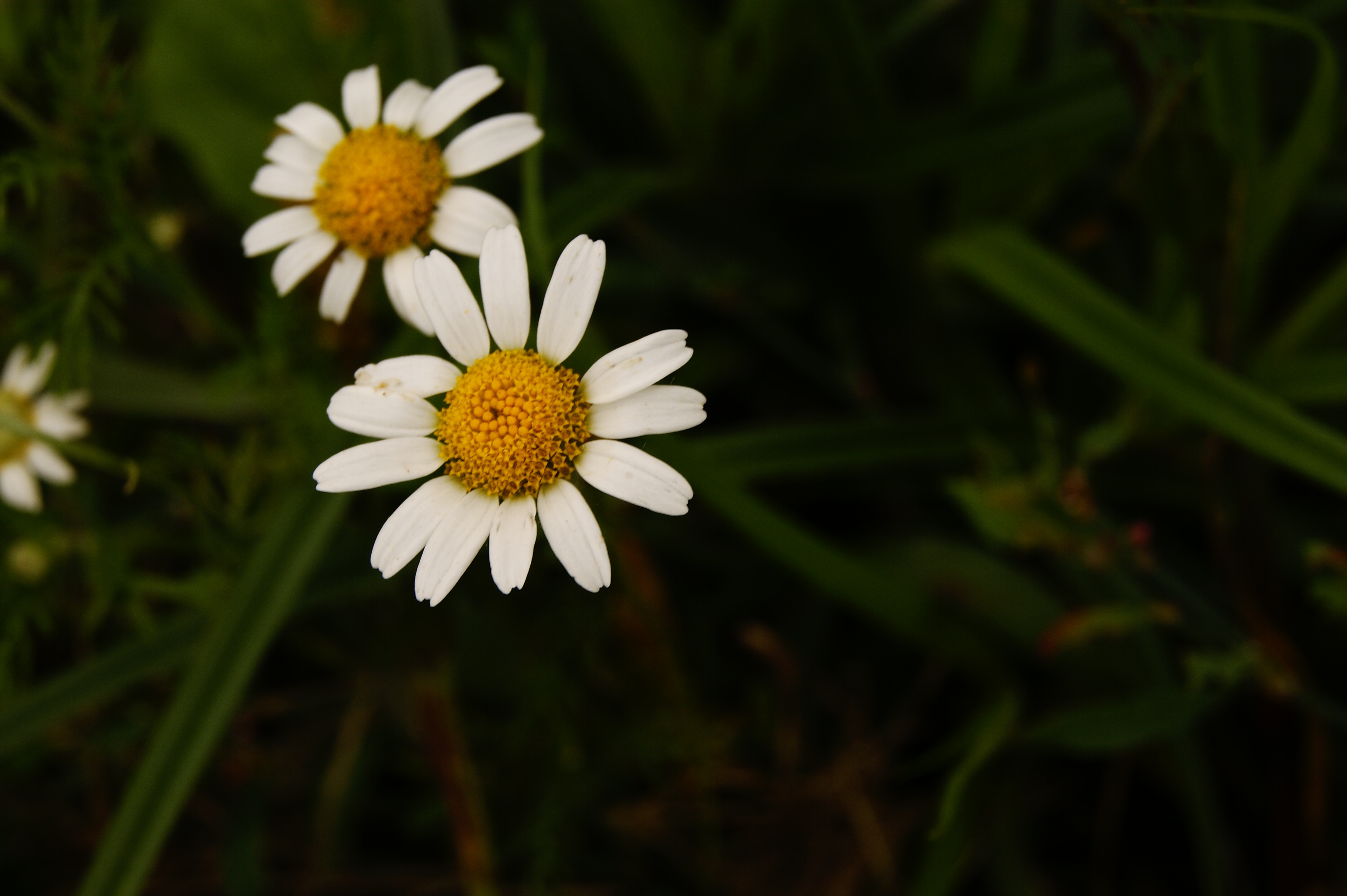 Amazing Chamomile Yellow White free image download