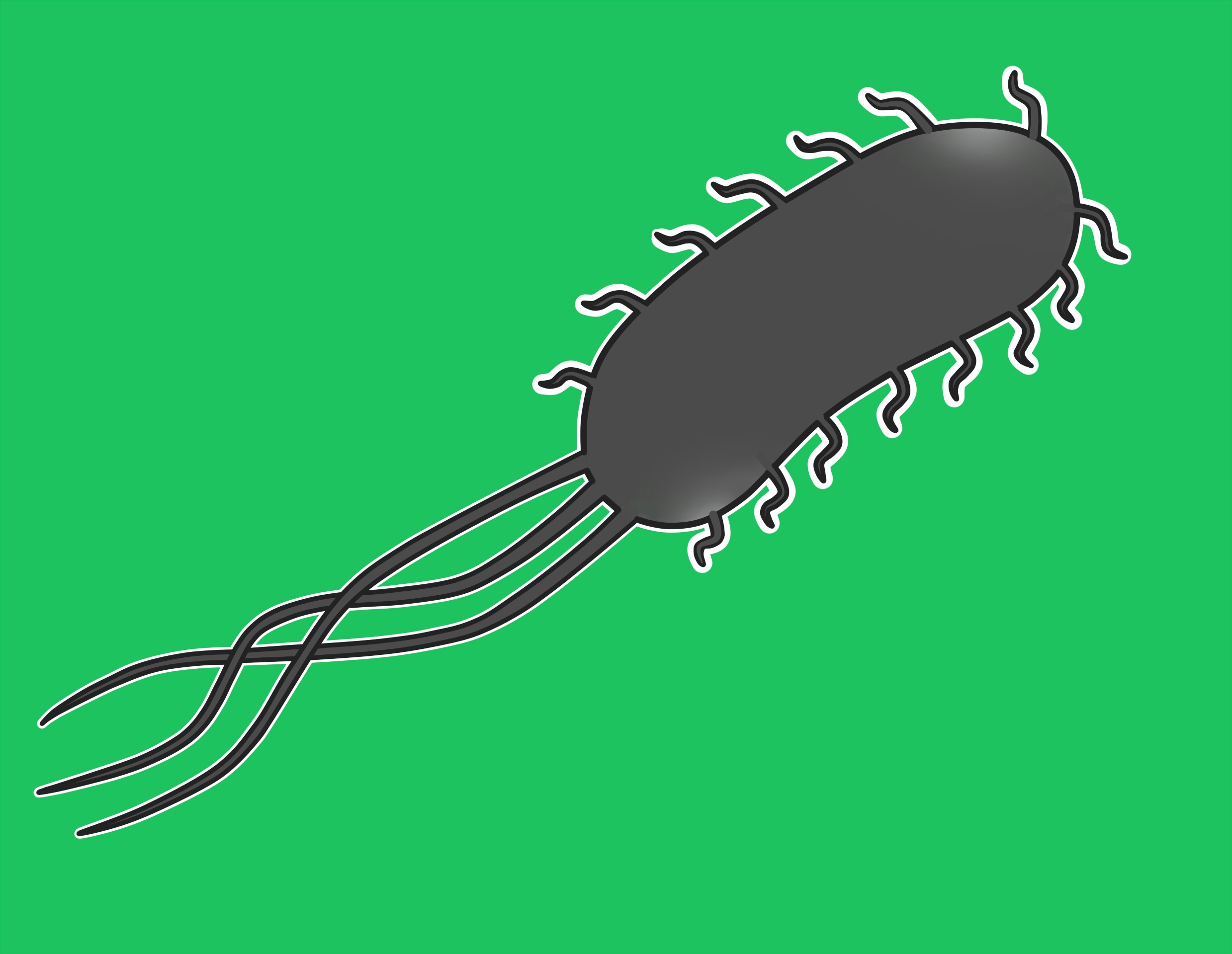 Escherichia coli bacteria drawing free image download