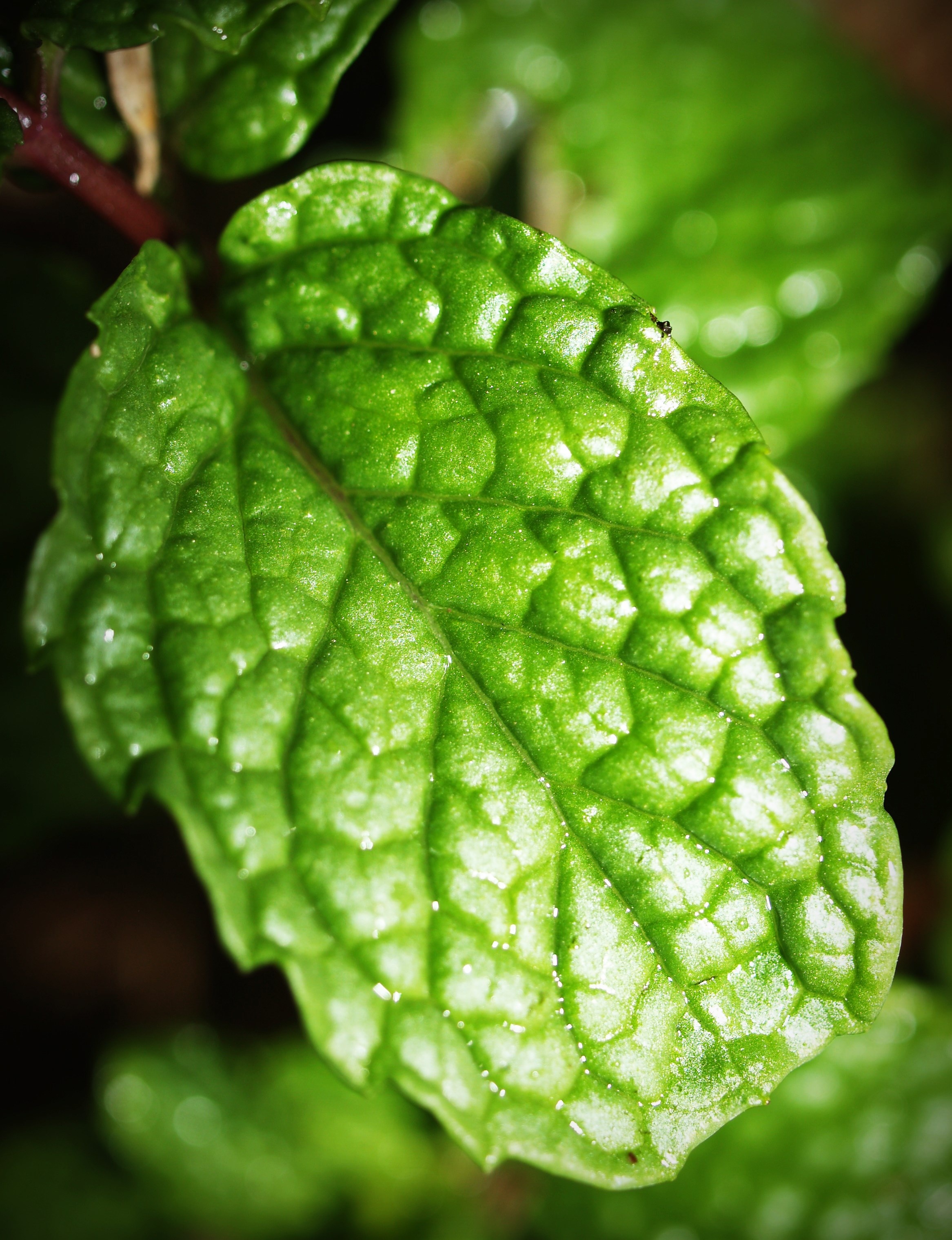 Mint Leaf Menthol green free image download