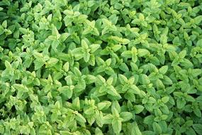 Mint Herb Healthy green