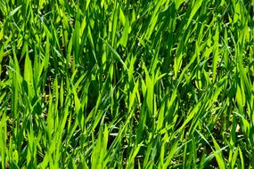 lush green grass
