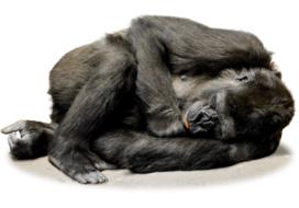 delightful Gorilla sleep