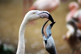 flamingo feeds a chick in a zoo close-up on blurred background