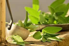 Sage Herb
