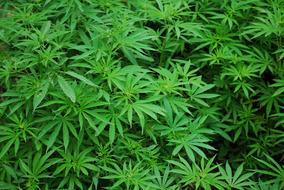 Marijuana green