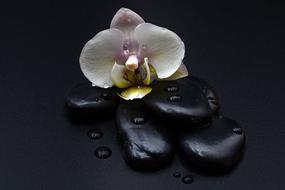 Stones Black and Orchid
