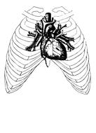 heart human anatomy drawing