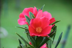 camelia red flowers close up