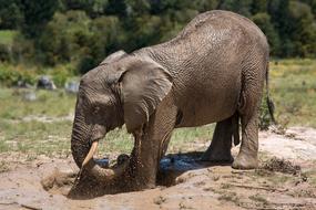 elephant in mud bath in Africa