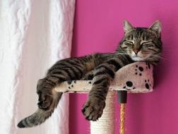 charming Cat sleeping