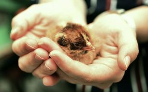Chicks hands