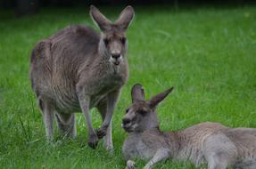 Kangaroo Cleaning
