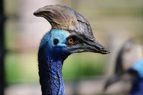 photo profile of cassowary
