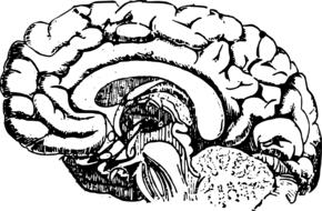 drawn black and white human brain in a medical book