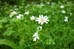 Addersmeat Greater Stitchwort flowers