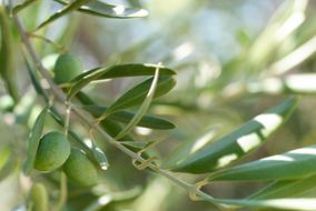 Mediterranean olive tree