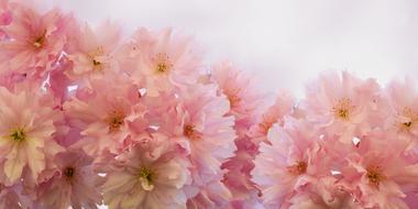 Beautiful pink Flowers, background with copy space