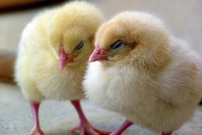 two new Chicks sleeping