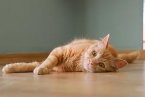 ravishing Cat Cute Ginger