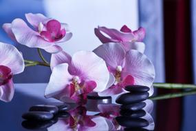 Massage Relaxation Stones and flowers