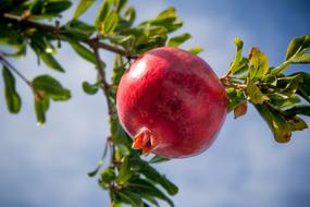 red Pomegranate Fruit