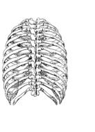 back rib cage drawing